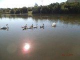 Labutě 005.JPG